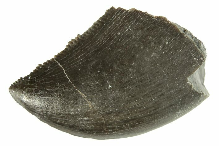 Serrated Dinosaur (Allosaurus) Tooth - Colorado #269867